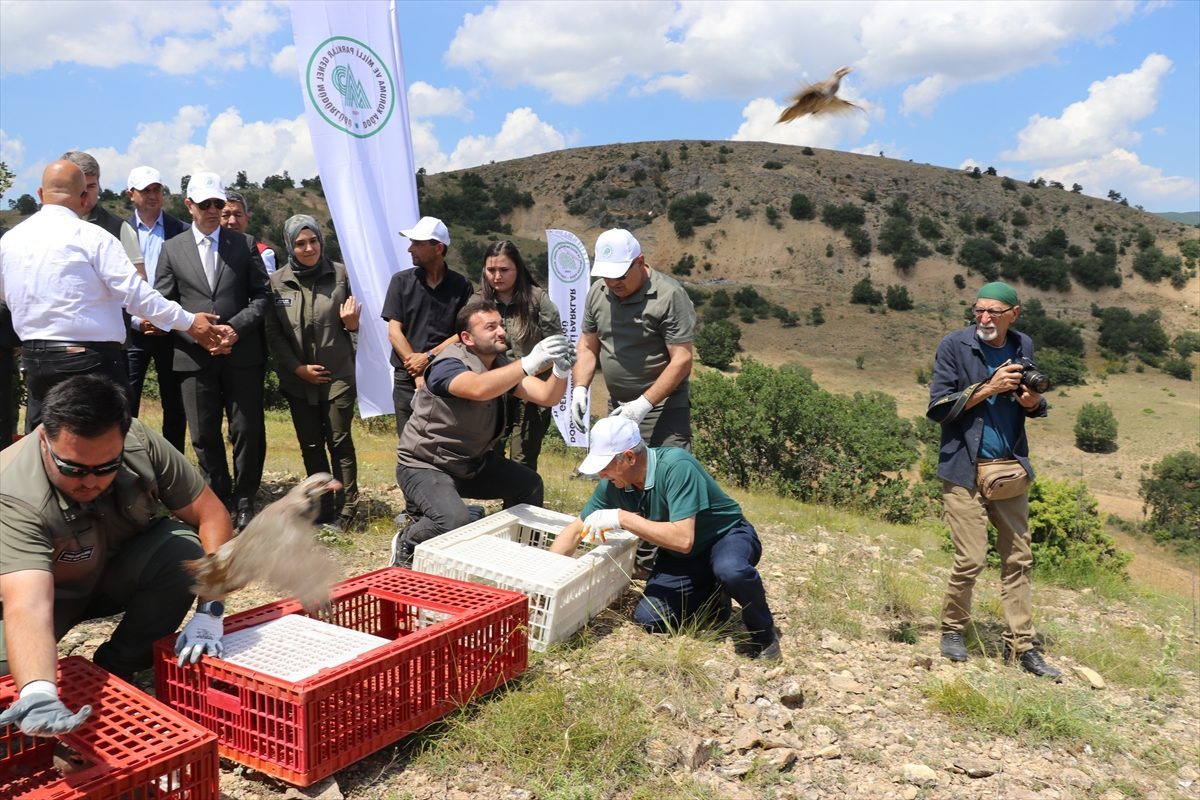 Amasya’da keneyle mücadele kapsamında 300 kınalı keklik doğaya bırakıldı
