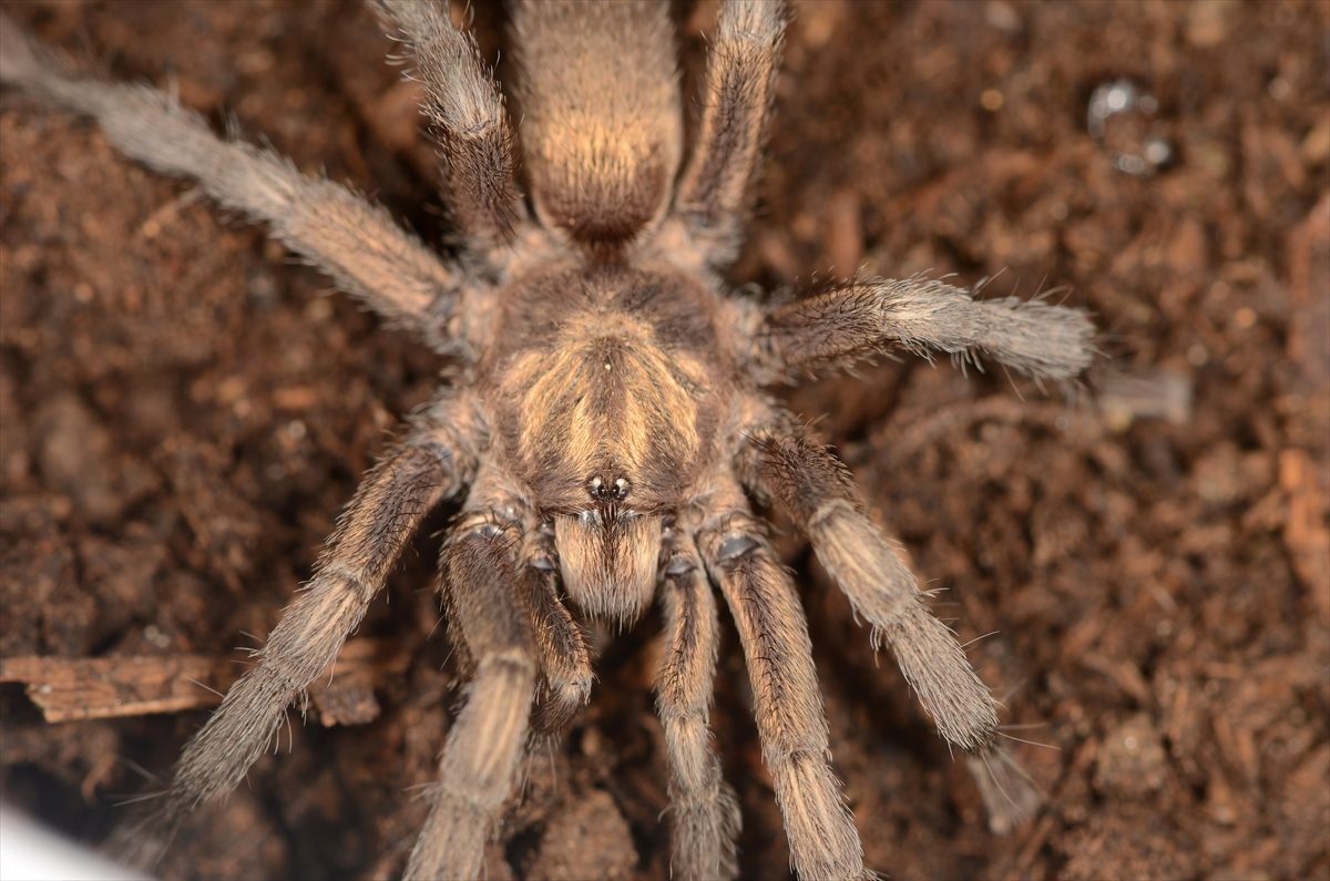 Aydın’da 34 yıl önce bulunan tarantula Türkiye faunasına eklendi