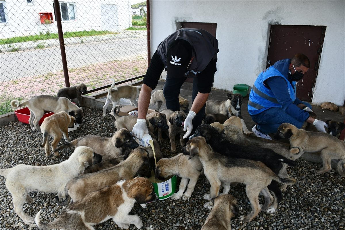 Batman’daki merkezde 2 bin 400 sahipsiz köpek ve kediye bakılıyor