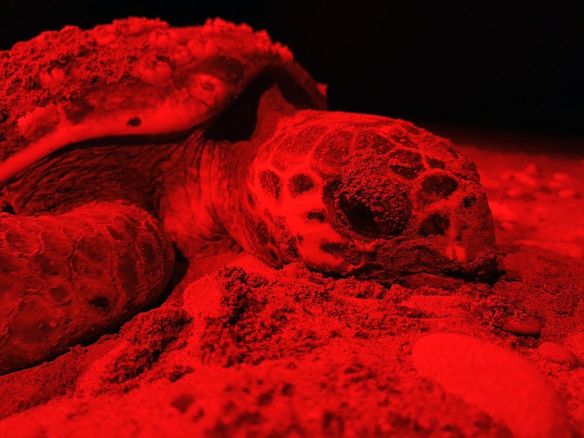 Belek Sahili’nde caretta carettanın yumurtlama anı görüntülendi
