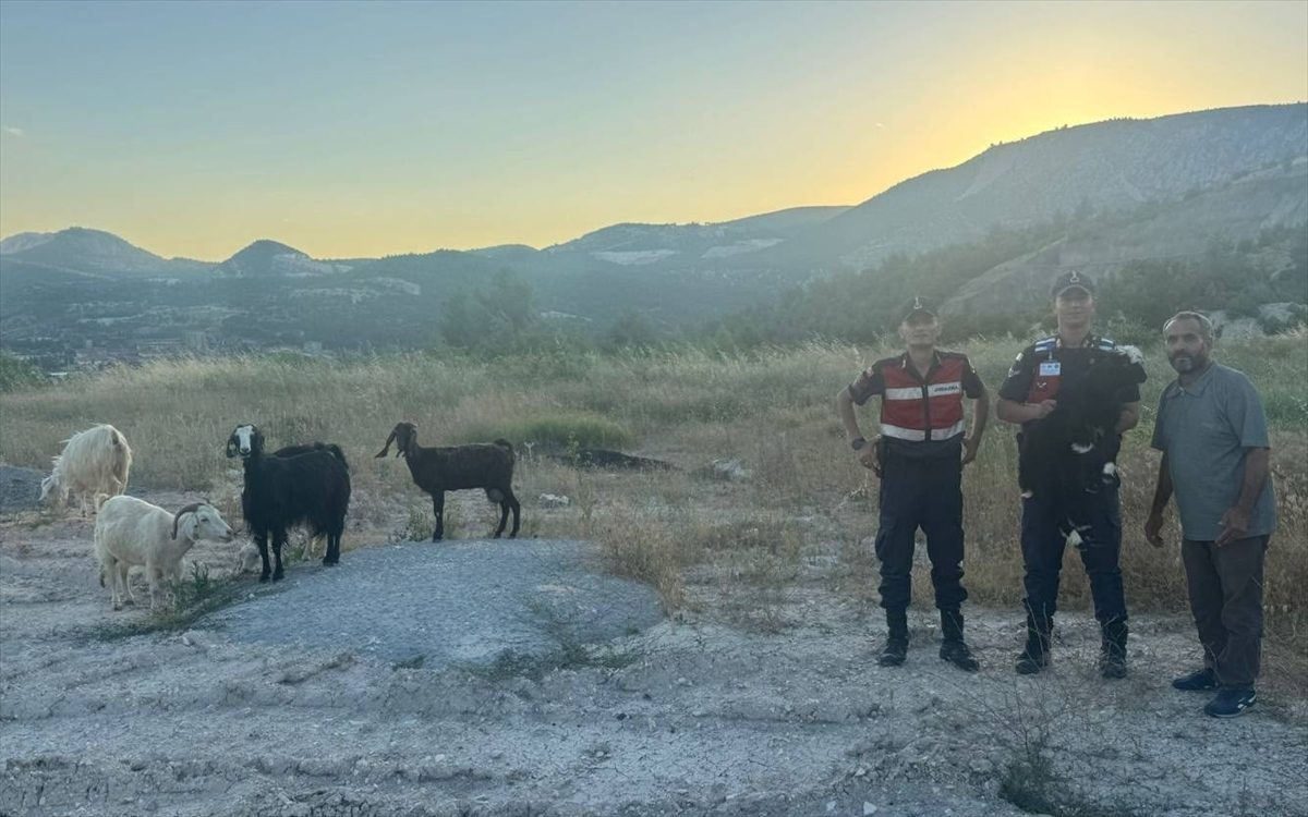 Bilecik’te kaybolan 9 küçükbaş hayvan dronla bulundu