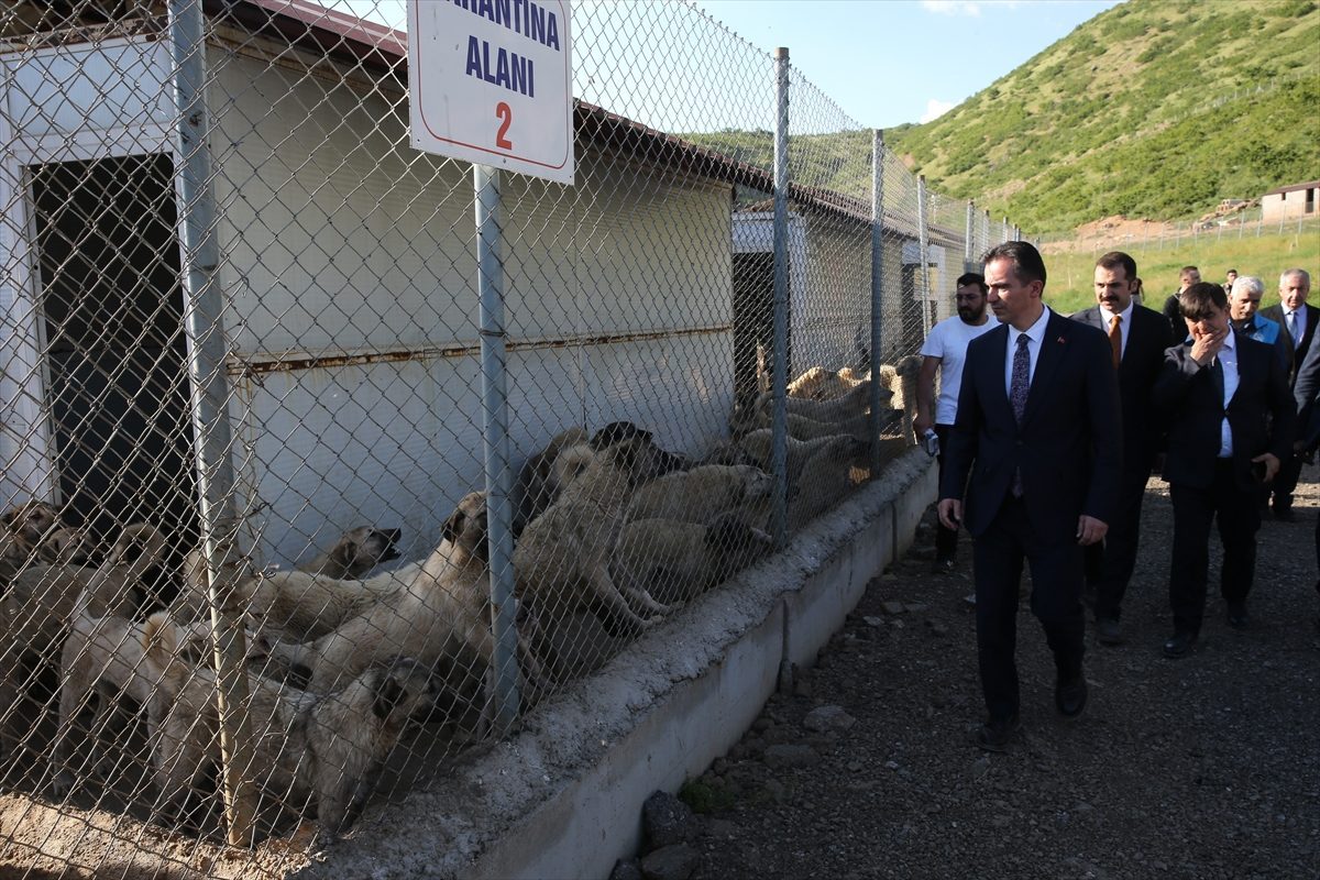 Bitlis’teki barınak yaklaşık 2 bin sahipsiz köpeğe yuva oldu