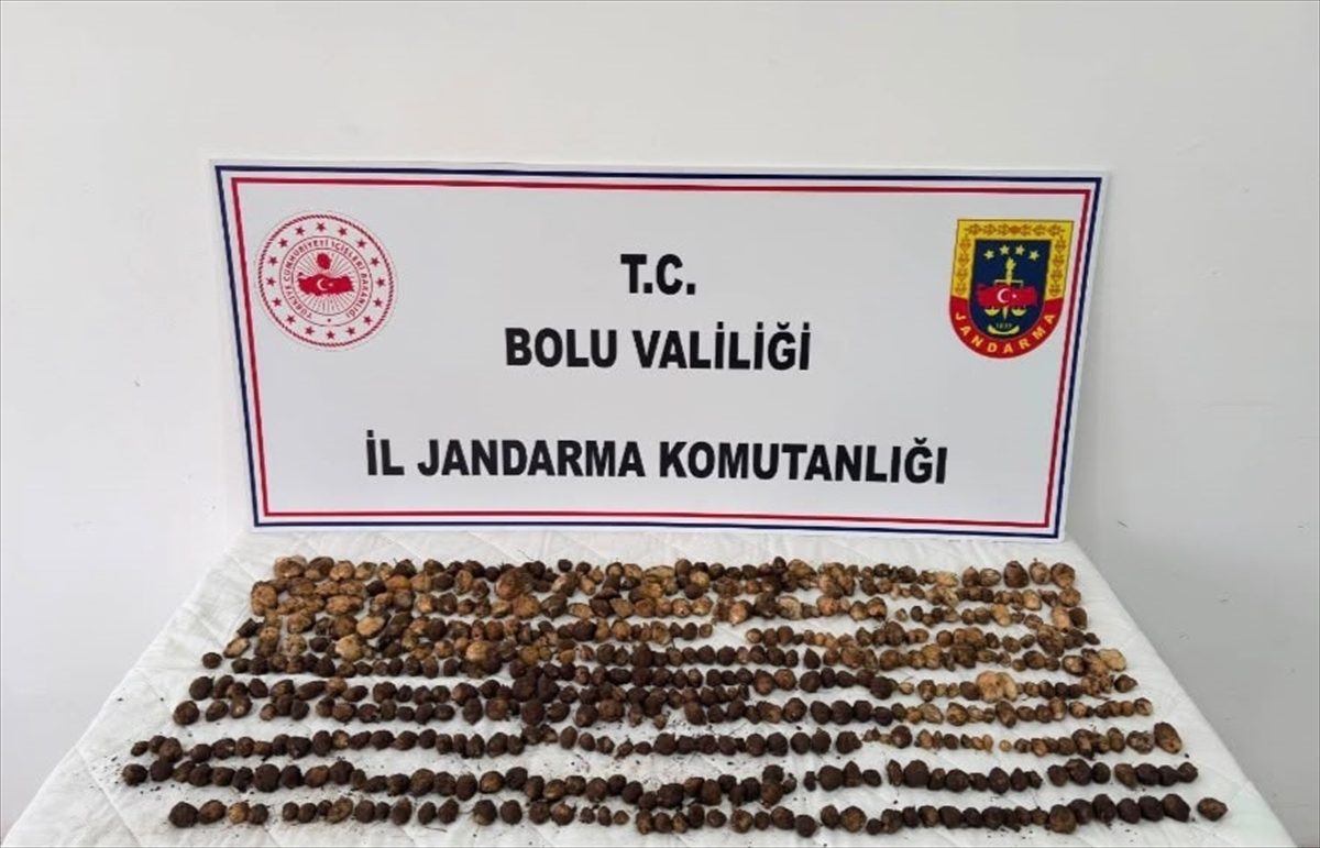 Bolu’da yabani salep toplayan 3 kişiye toplam 2 milyon lira ceza