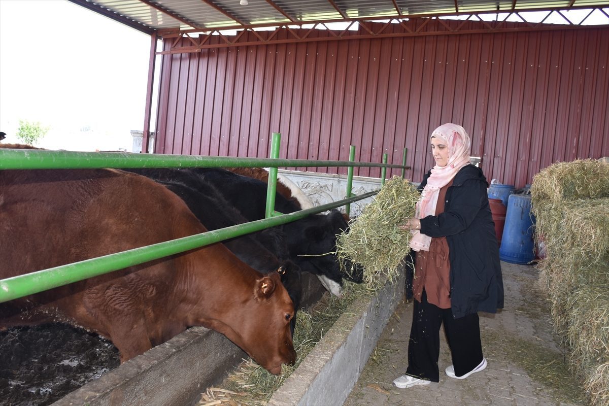 Devlet desteği alan genç kadın besiciliğe başladı