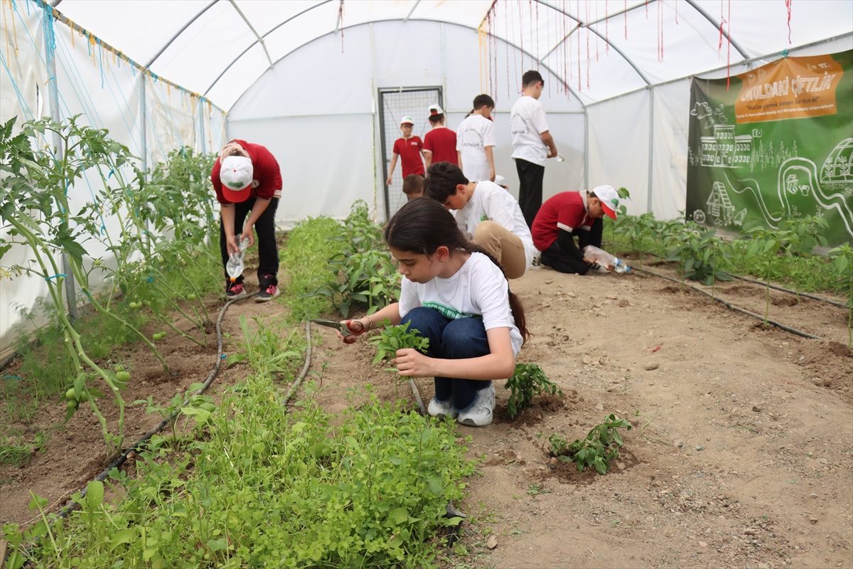 Erzincan’da ortaokul öğrencileri tarımsal üretimi uygulamalı öğreniyor