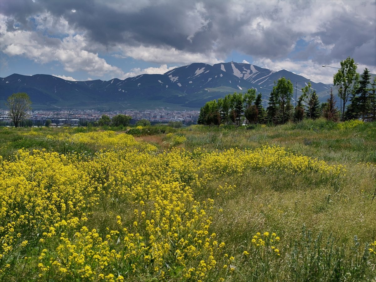 Erzurum’da son 10 yılda iklimde yaşanan değişim bitki örtüsünü yüzde 65 artırdı