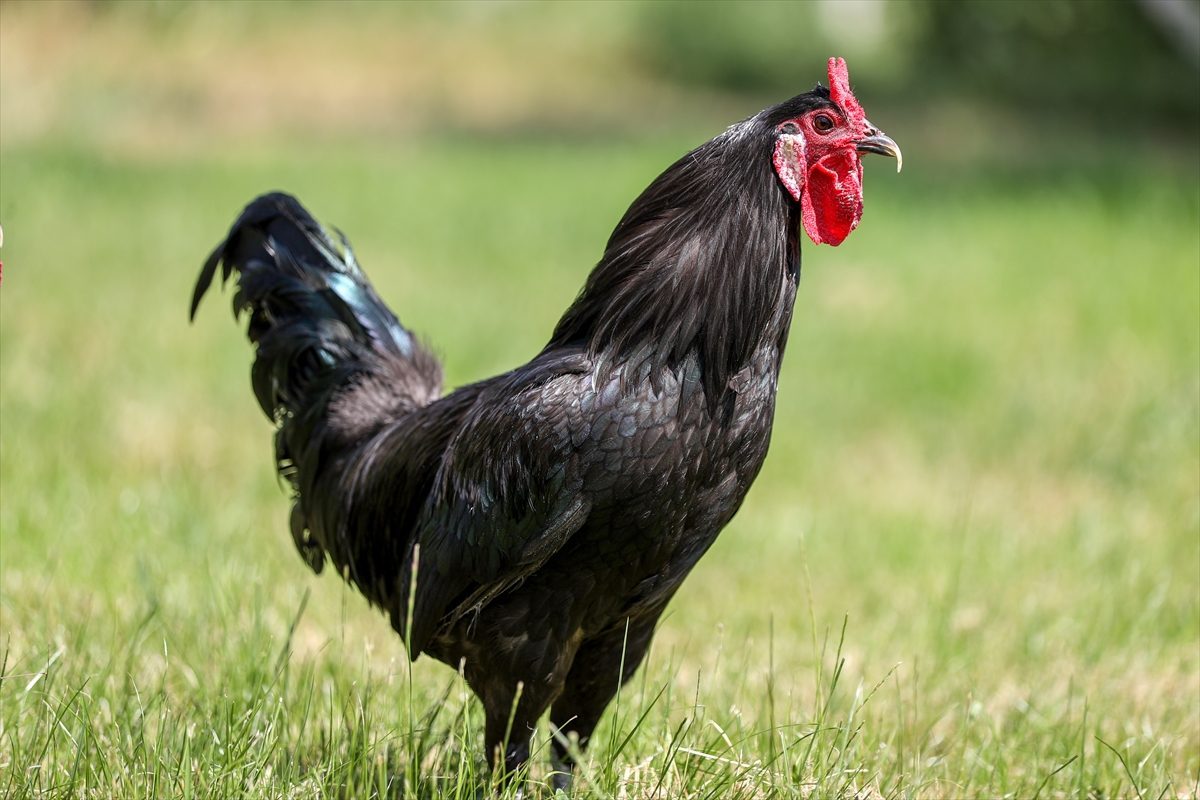 Gerze horozunun genetik mirası Konya’da korunuyor
