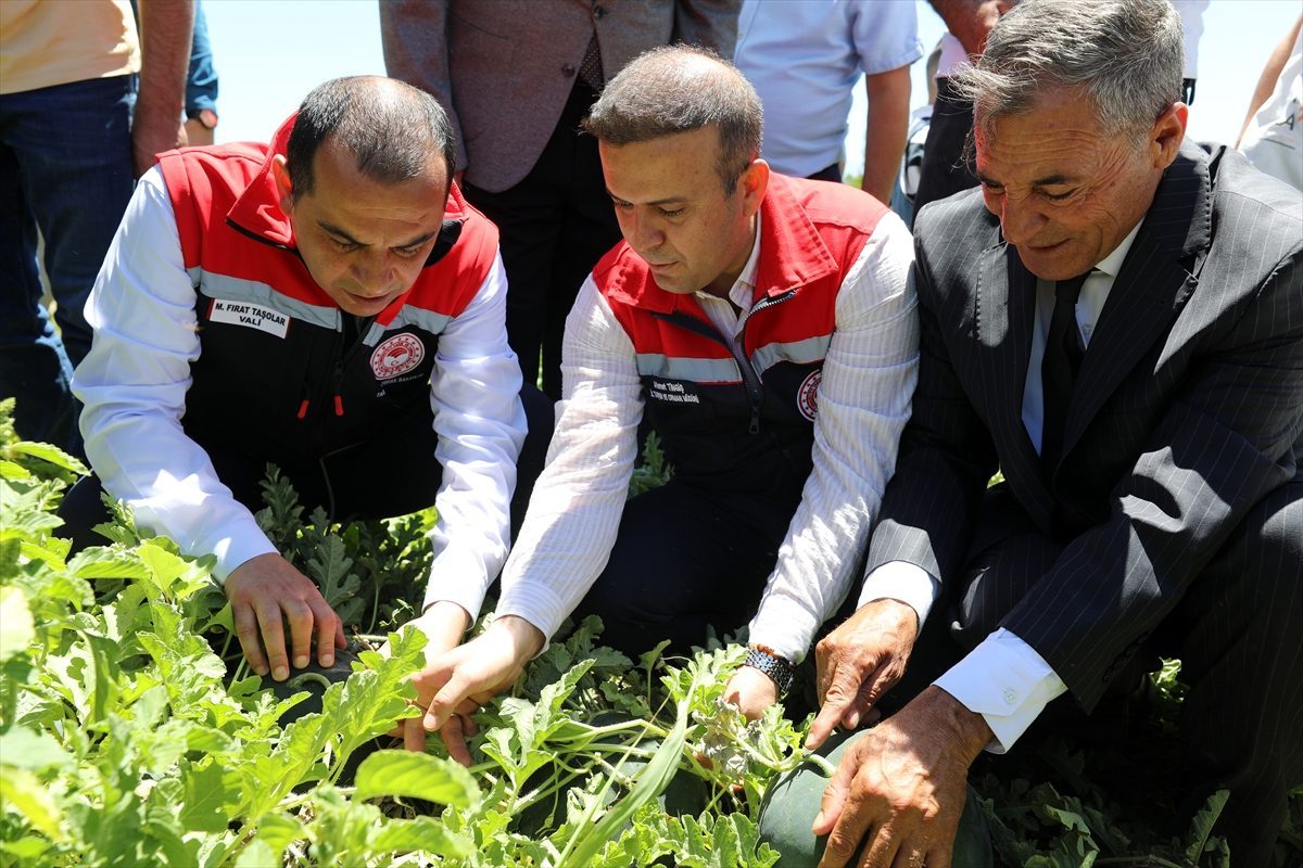 Iğdır’da karpuz hasadı başladı