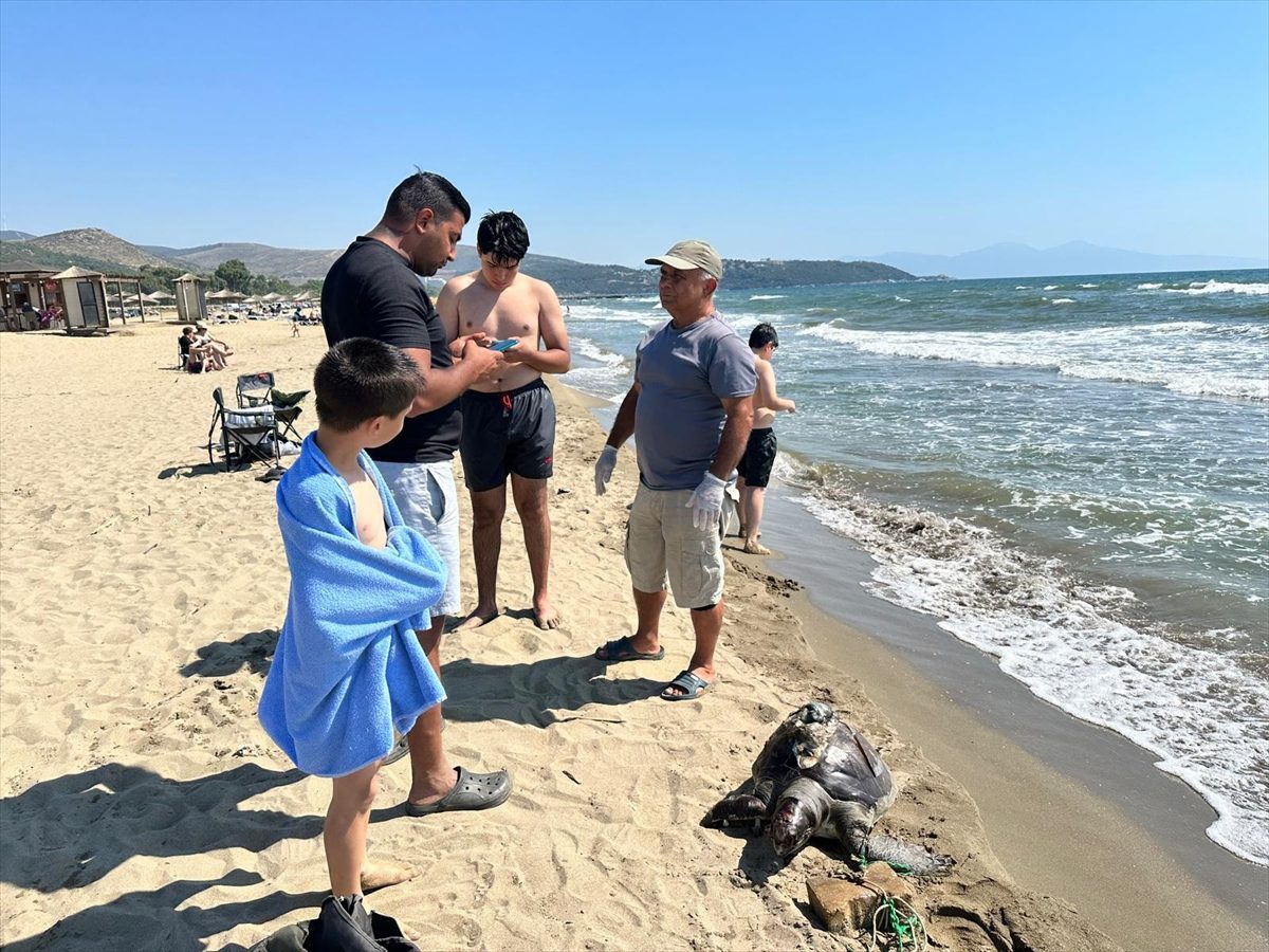 İzmir’de yüzgecine parke taşı bağlanan deniz kaplumbağası ölü bulundu