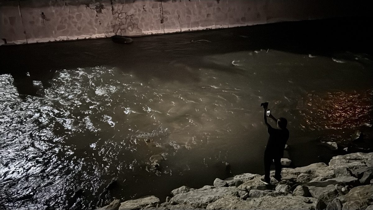 Karabük’te tünelde otomobilin çarptığı bozayı yaralandı