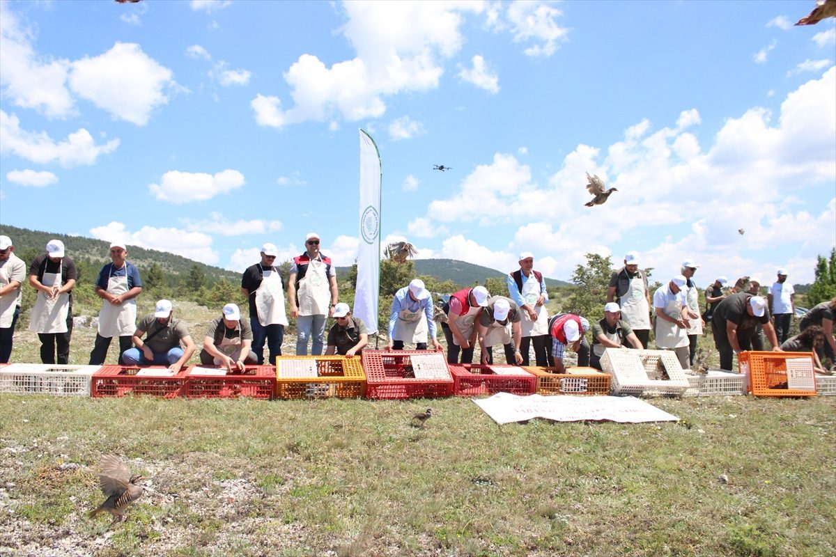 Kastamonu’da kenelerle biyolojik mücadele için 1200 kınalı keklik doğaya bırakıldı