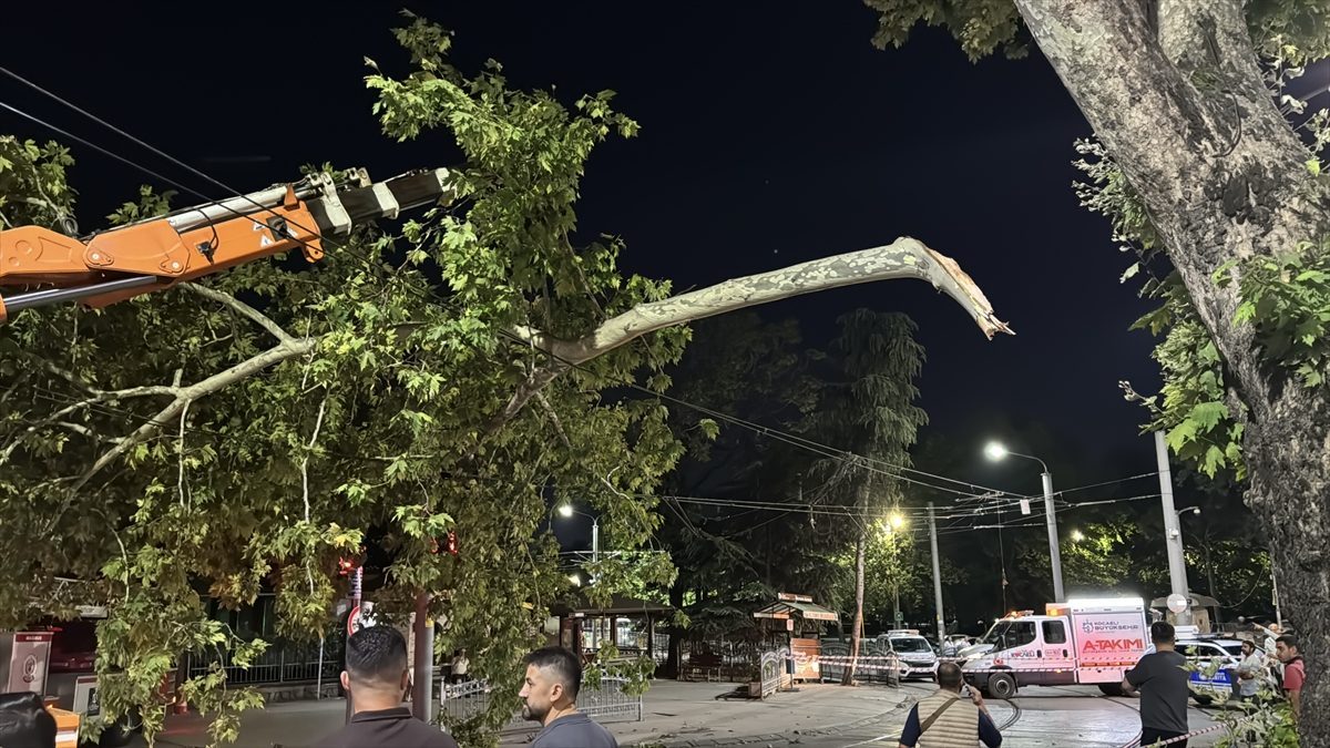 Kocaeli’de çınar ağacının kopan dalı tramvay seferlerinin aksamasına neden oldu