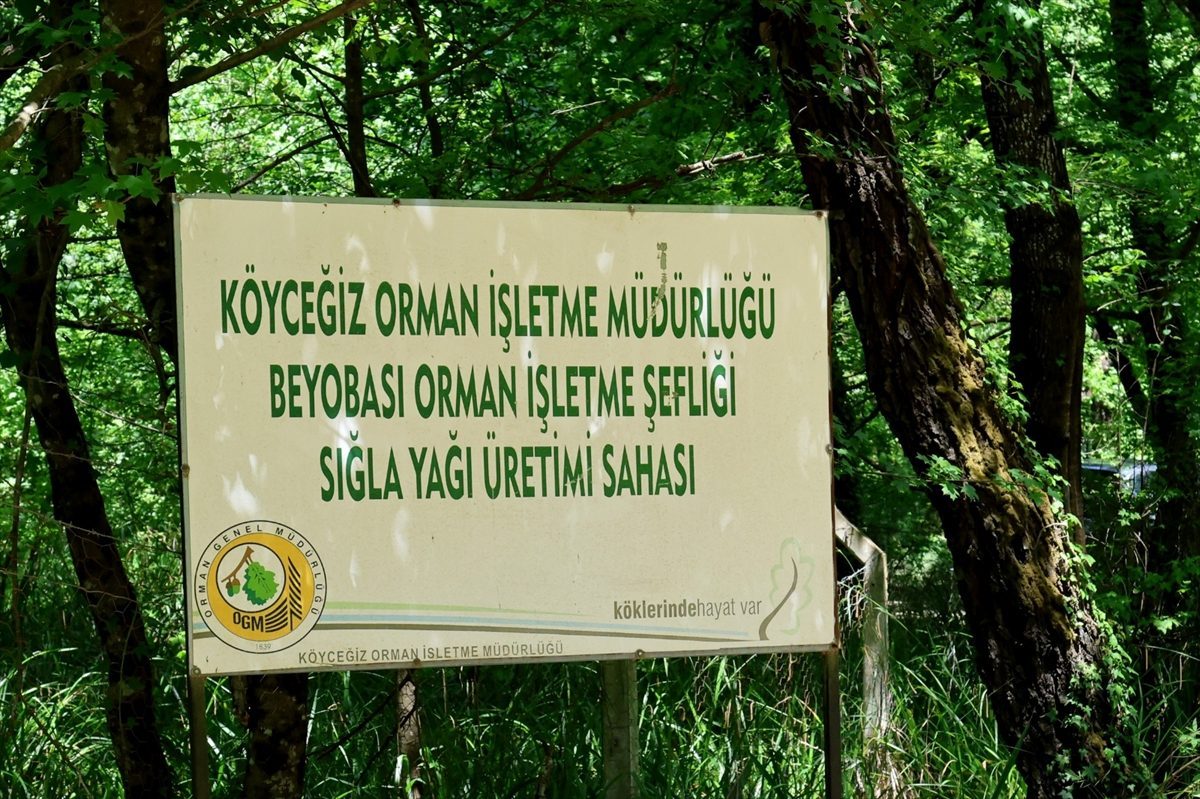 Köyceğiz’de sığla yağı ve buhuru üretimi başladı