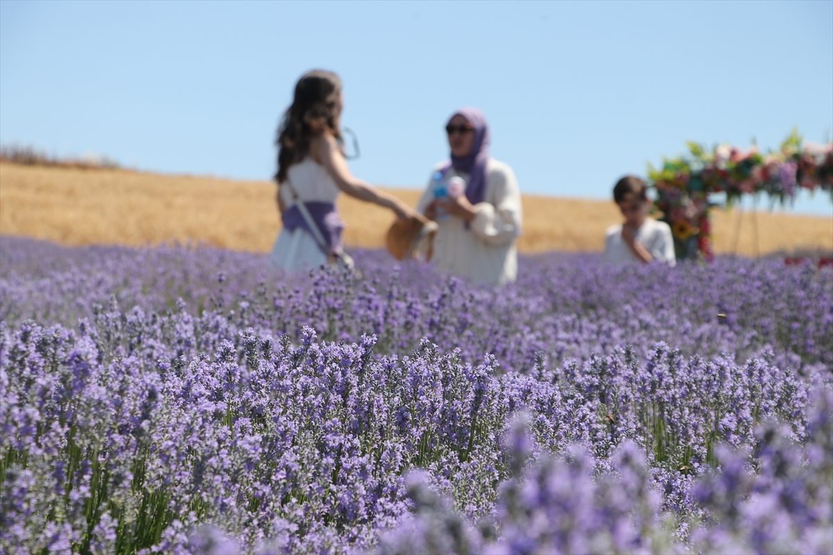 Lavanta tarlaları Tekirdağ’da turizm hareketliliğini artırıyor