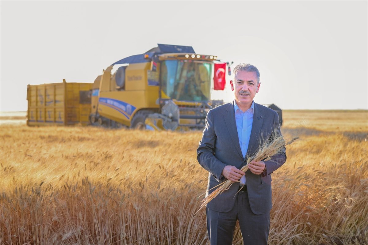 Mardin’de buğday hasadı sürüyor