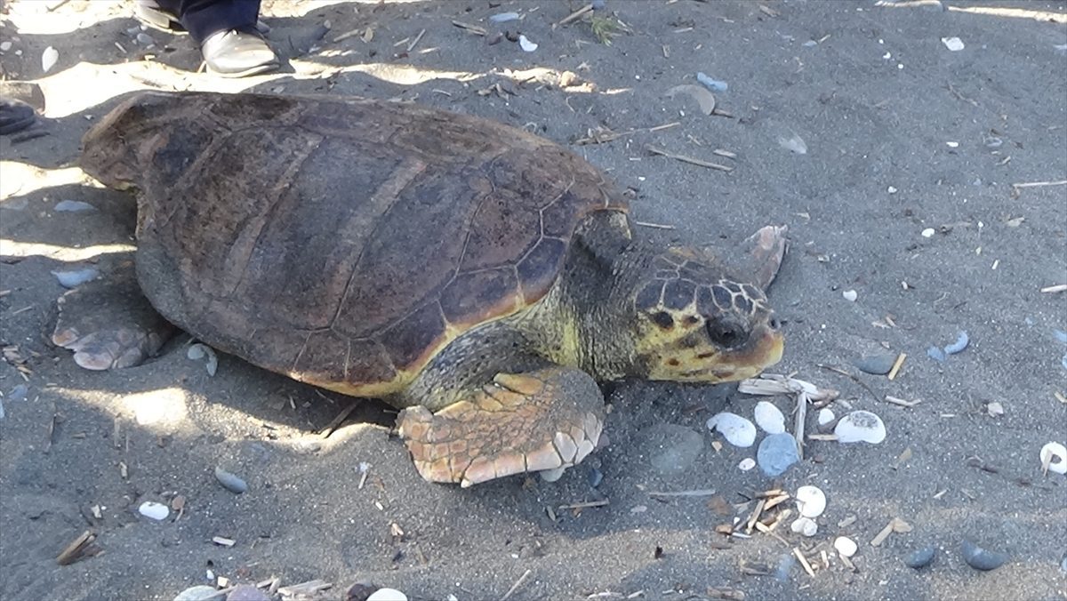 Mersin’de tedavileri tamamlanan 3 kaplumbağa denizle buluşturuldu