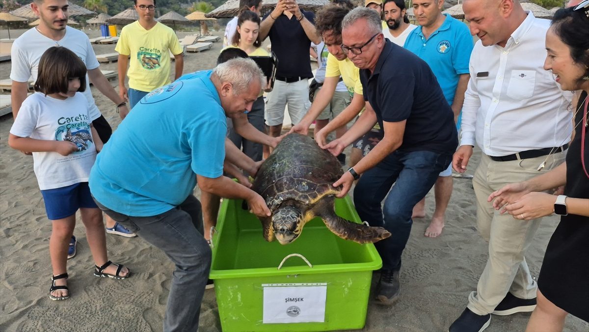 Muğla’da tedavi edilen deniz kaplumbağası “Şimşek” denize bırakıldı