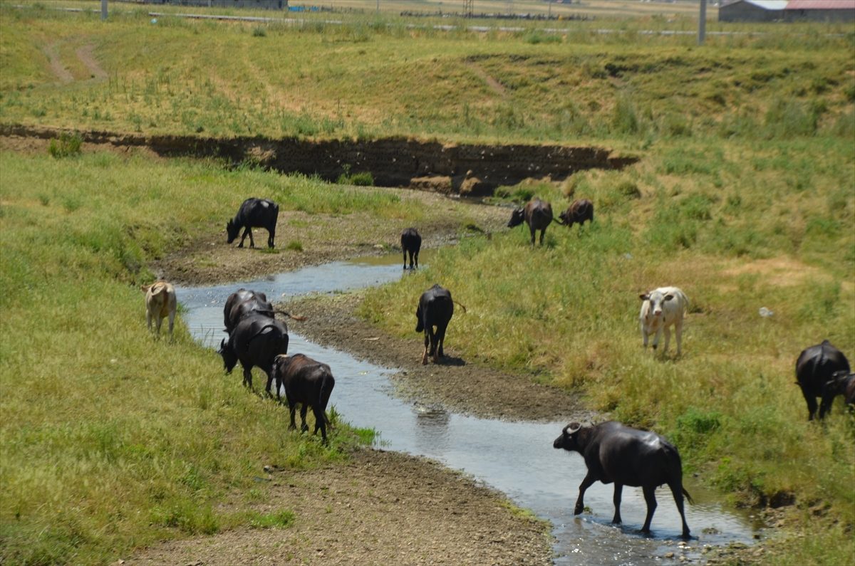 Muş’ta besiciler sıcaktan bunalan mandaları Karasu Nehri’nde serinletiyor