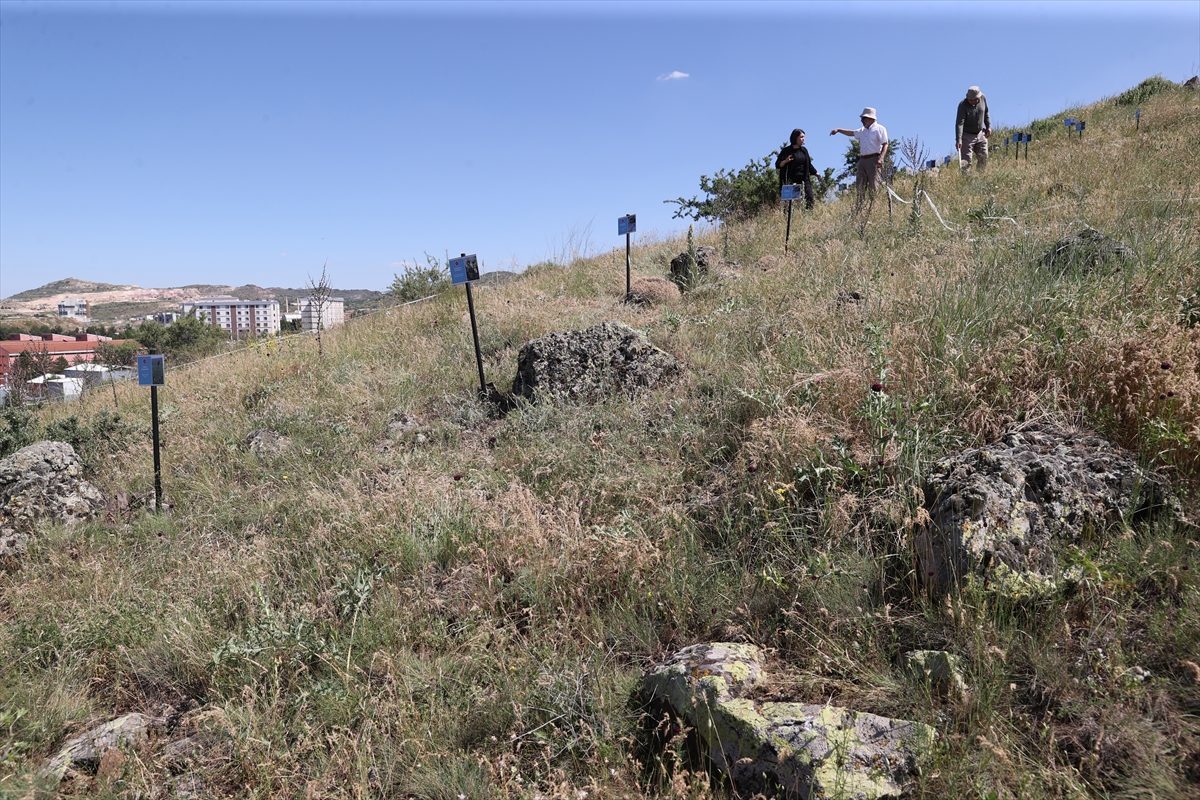 Nevşehir’e özel bitki türleri “Endemik Tepesi”nde koruma altına alınıyor