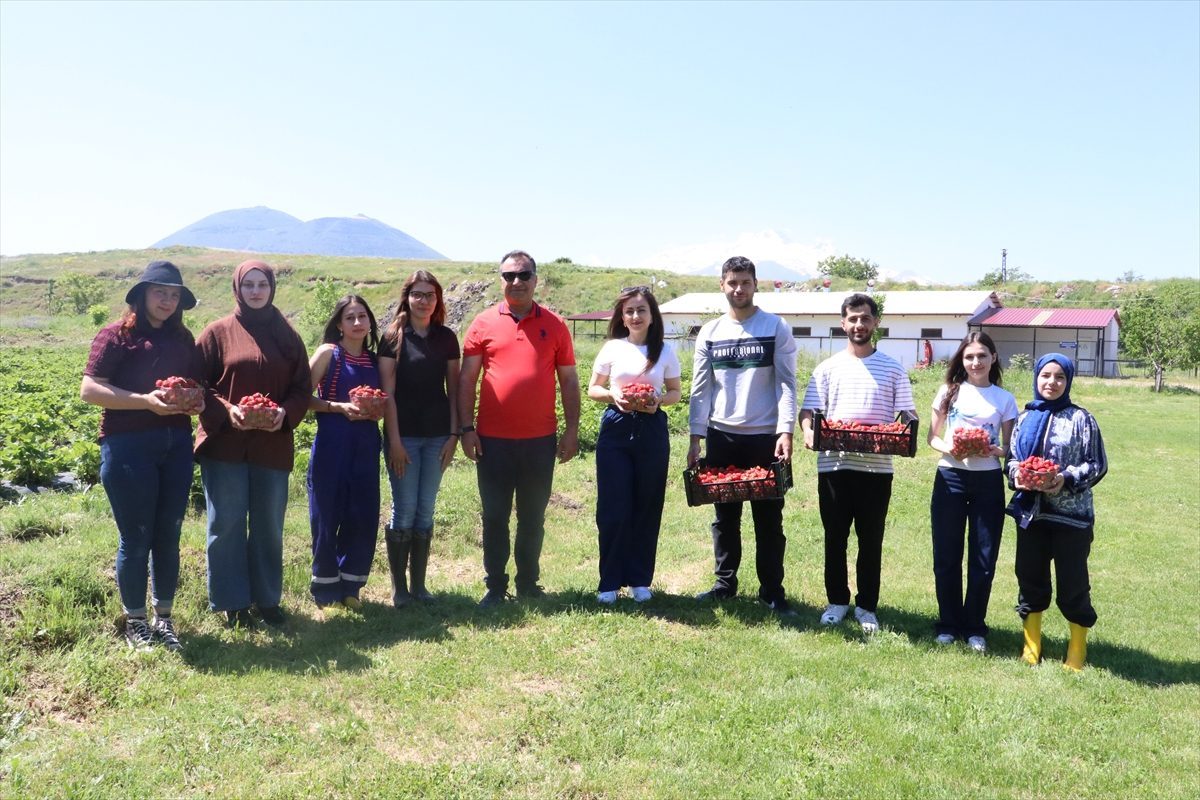 Öğrencilerin üniversite arazisinde yetiştirdiği çilekten sağlanan gelir AR-GE için kullanılıyor