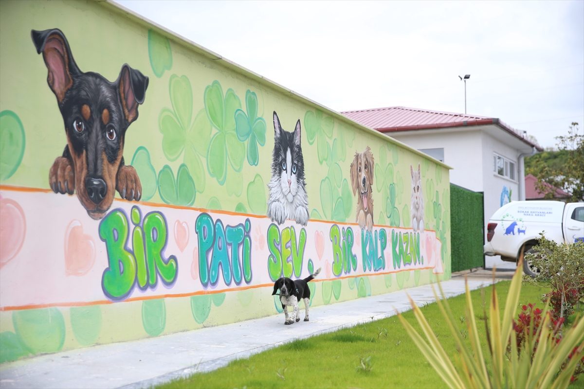 Ordu’da 7 yılda yaklaşık 25 bin sahipsiz hayvanın tedavisi ve bakımı yapıldı