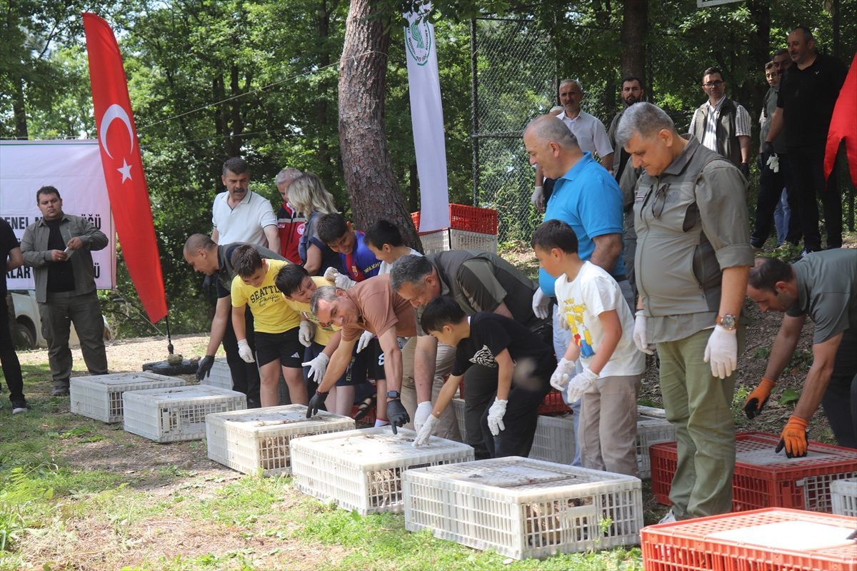 Ordu’da kahverengi kokarcayla biyolojik mücadele için doğaya 1600 sülün bırakıldı