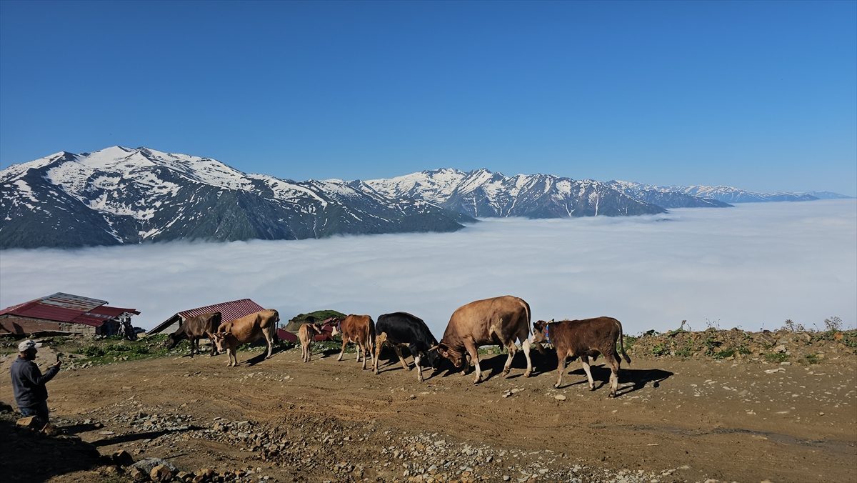 Rize’nin yüksek yaylalarında oluşan “sis denizi” dronla görüntülendi