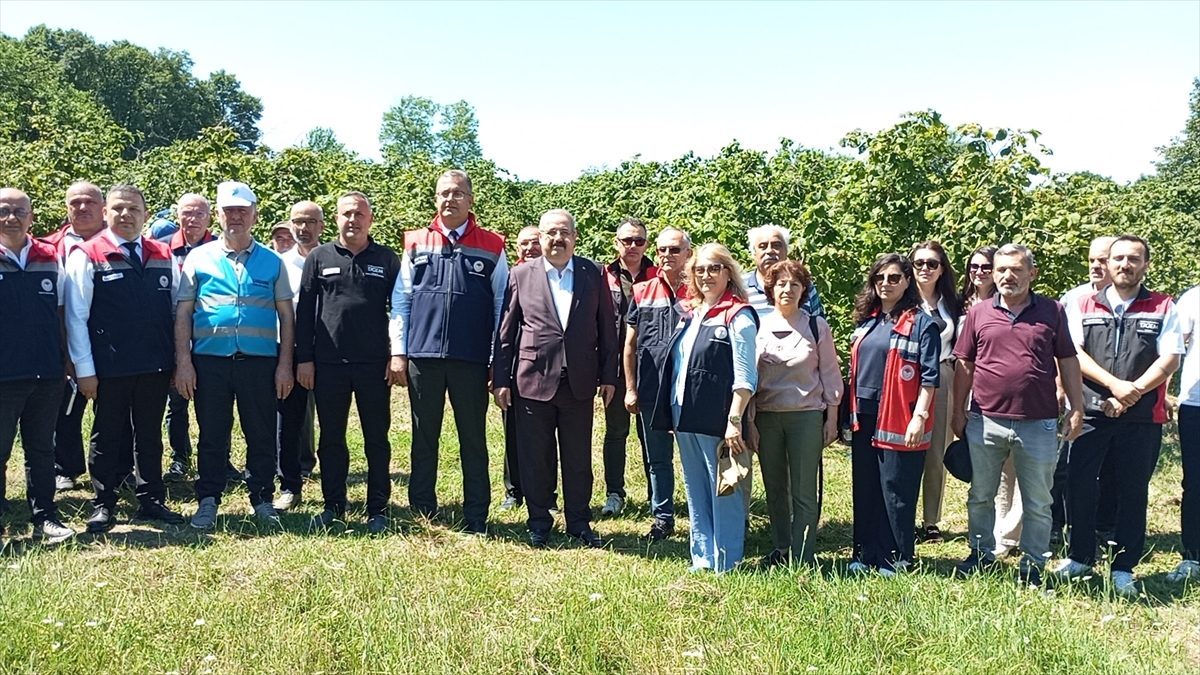 Samsun’da kahverengi kokarca zararlısı ile biyolojik mücadele için doğaya samuray arıcığı salındı