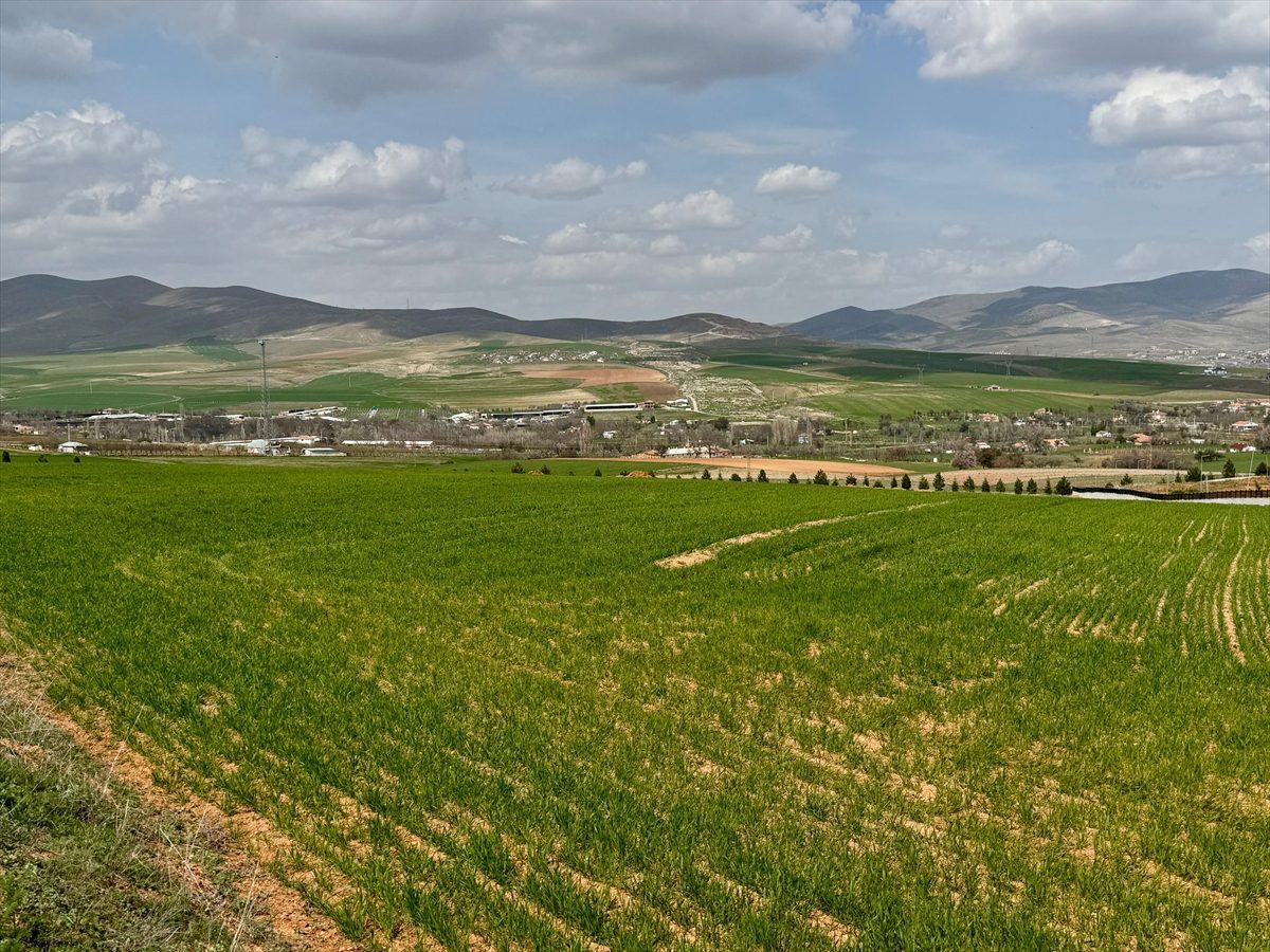 Son yılların en yağışlı dönemini geçiren Kırşehir’de hububat üreticisinin rekolte beklentisi arttı