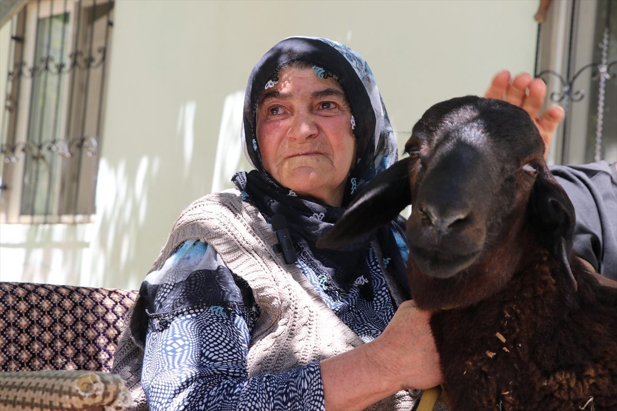 Sultan nine kaçan kurbanlık koçuna 20 gün sonra kavuştu