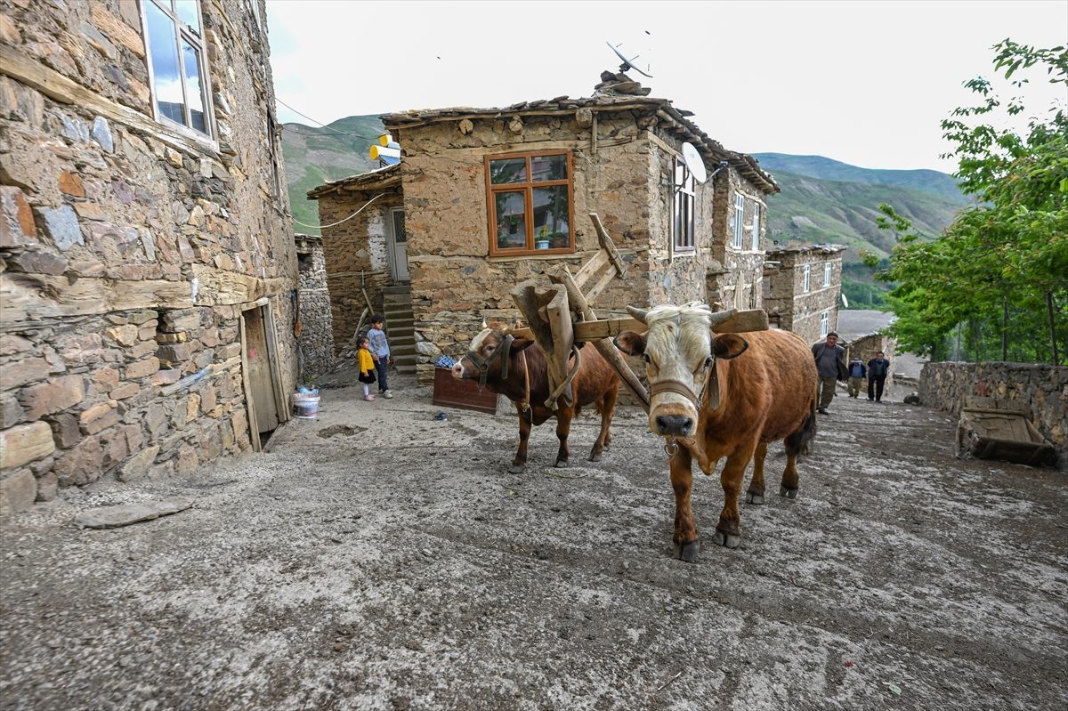 Tarım araçlarının giremediği yamaçlarda karasaban mesaisi