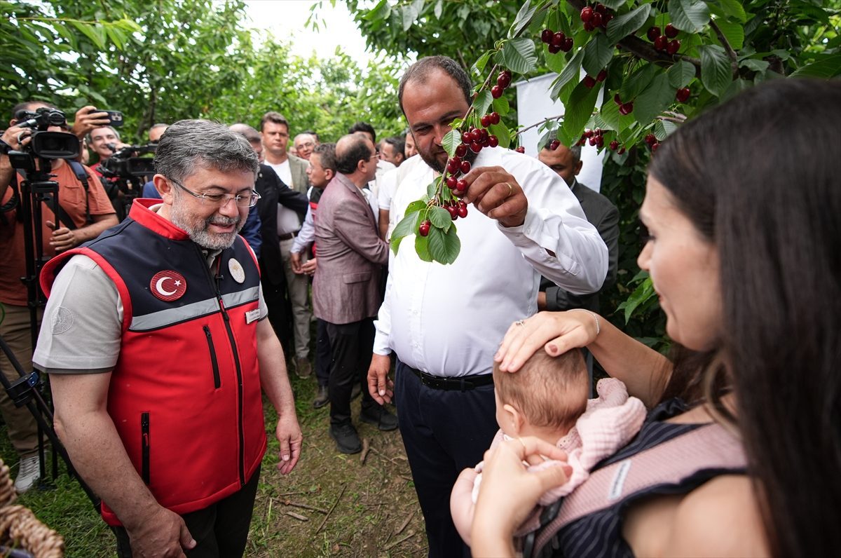 Tarım ve Orman Bakanı Yumaklı İzmir’de kiraz hasadına katıldı: