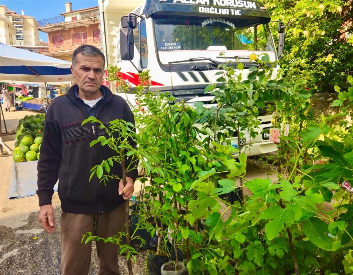 Tescilli “Kaman cevizi”nin fidanları yurt içi ve dışından talep görüyor