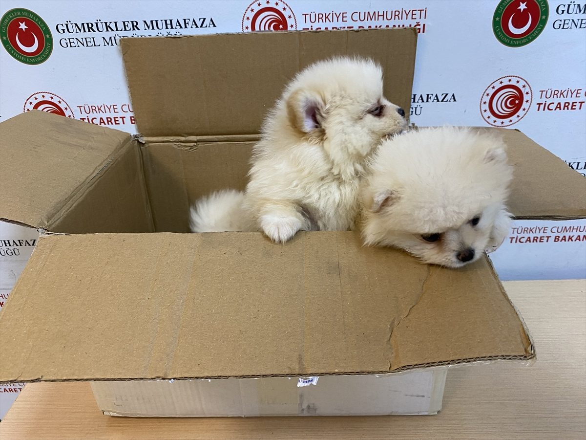 Ticaret Bakanlığı ekipleri Kapıkule’de yasa dışı getirilen “pomeranian” cinsi köpek yavrularına el koydu