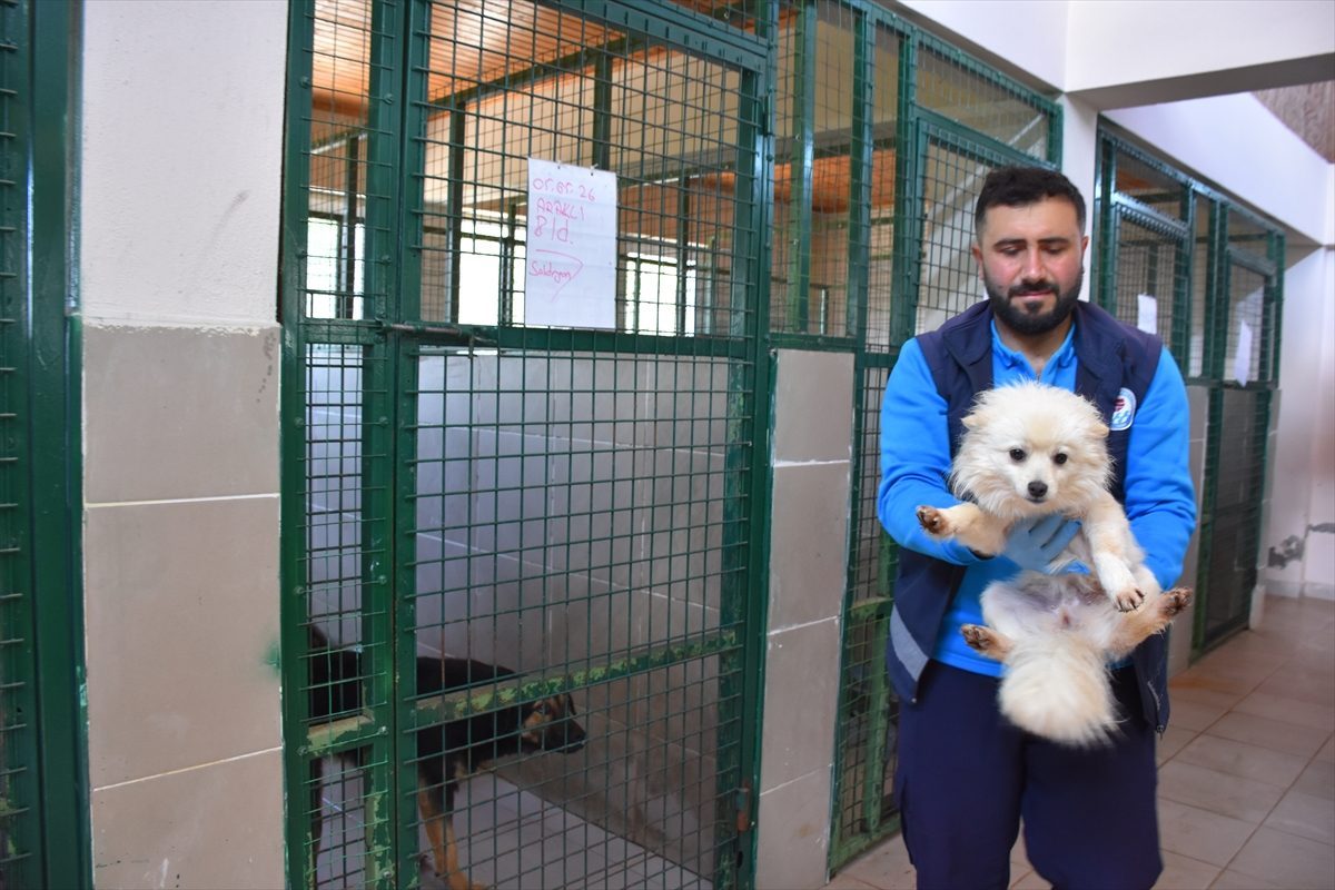 Trabzon’da 750 köpek kapasiteli merkez sahipsiz hayvanlara yuva oldu