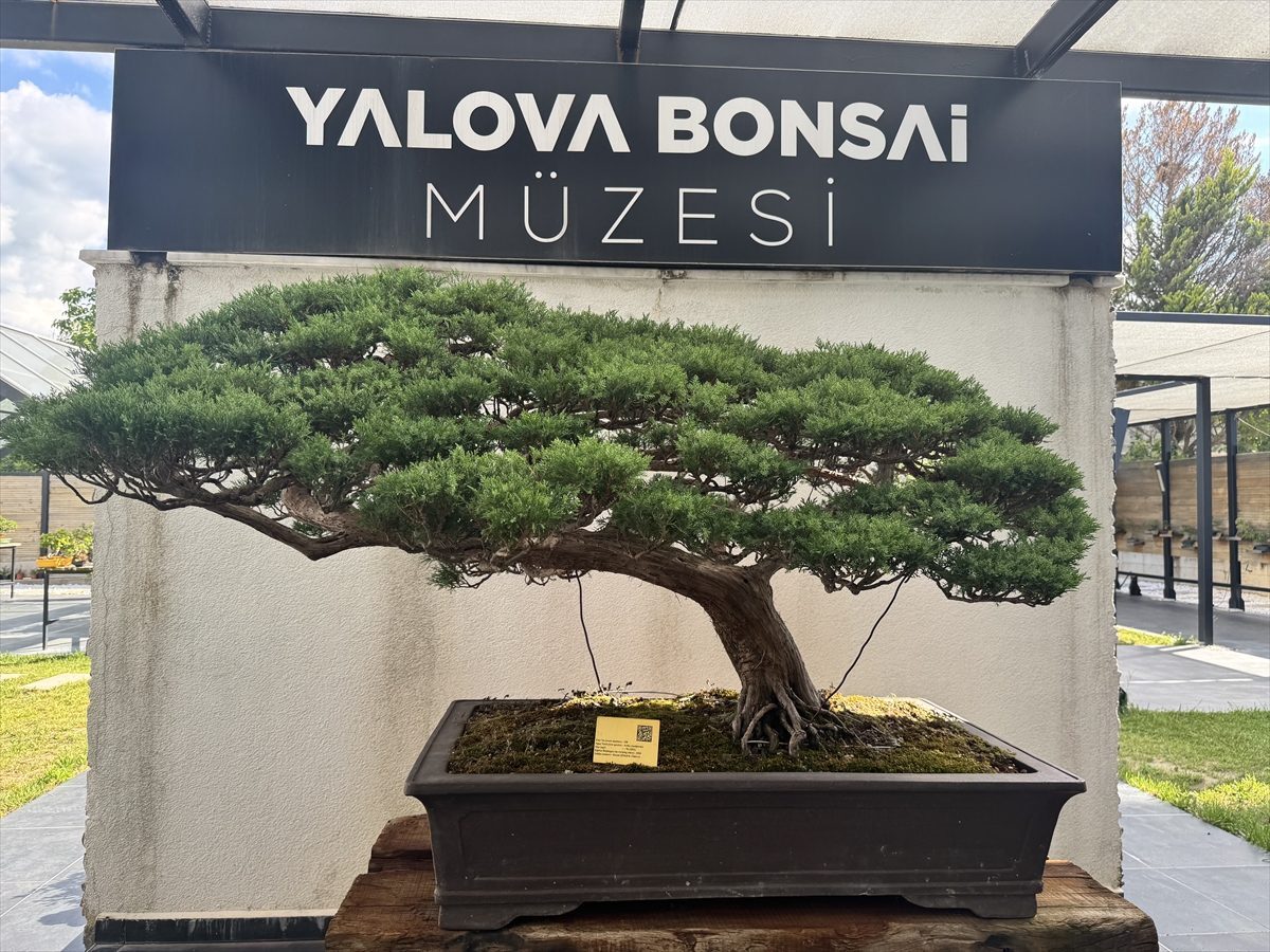 Yalova’da meyve veren bonsai dutun hasadı yapıldı