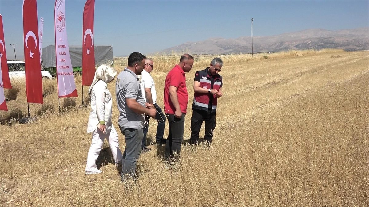 Adıyaman’da ilk kez ekilen çörek otunda hasat yüz güldürdü