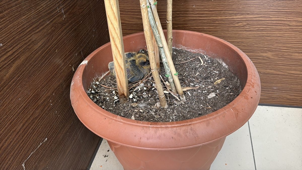 Belediye başkanı makam odasının balkonundaki güvercin ailesine sahip çıktı