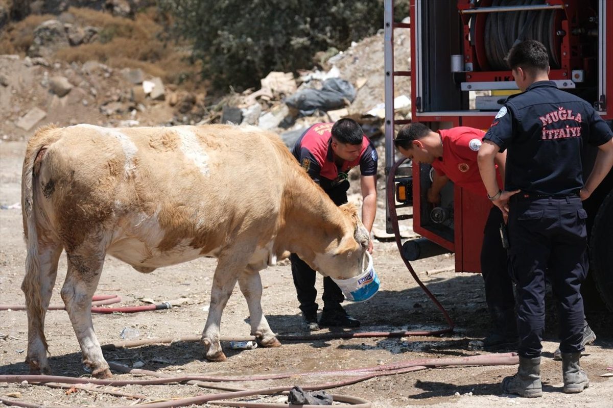 Bodrum’da itfaiye ekipleri yangın alanında susayan ineklere kovalarla su içirdi