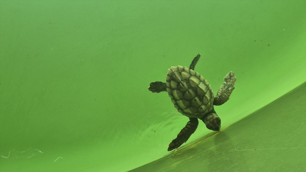 Caretta caretta yavruları mavi sularla buluşmaya başladı