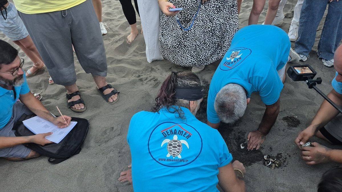 Dalyan ve Sarıgerme’de 6 bin caretta caretta yavrusu denizle buluştu