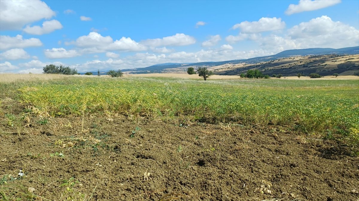 Denizli’de geliştirilen nohut çeşidi farklı kentlerde denendi