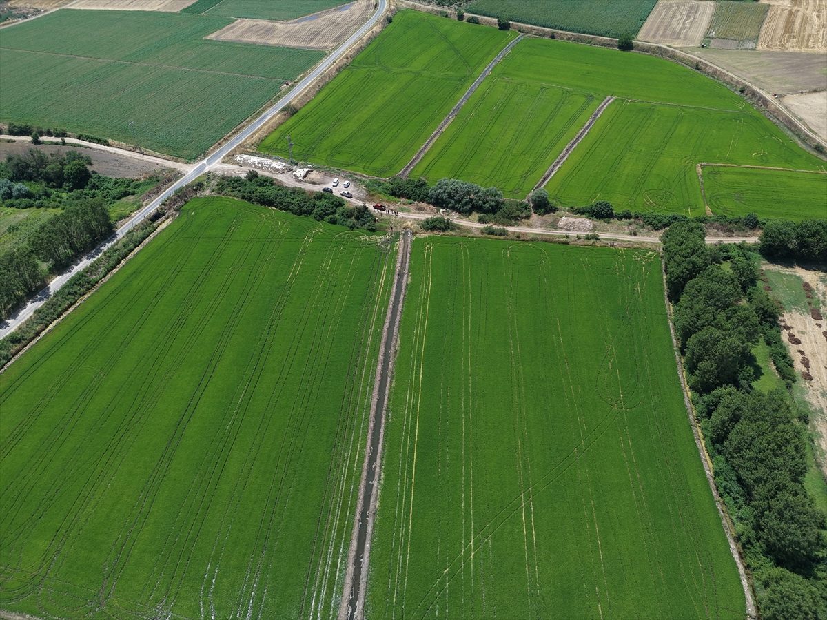 Edirne’de çeltik üretim alanı 500 bin dekara ulaştı