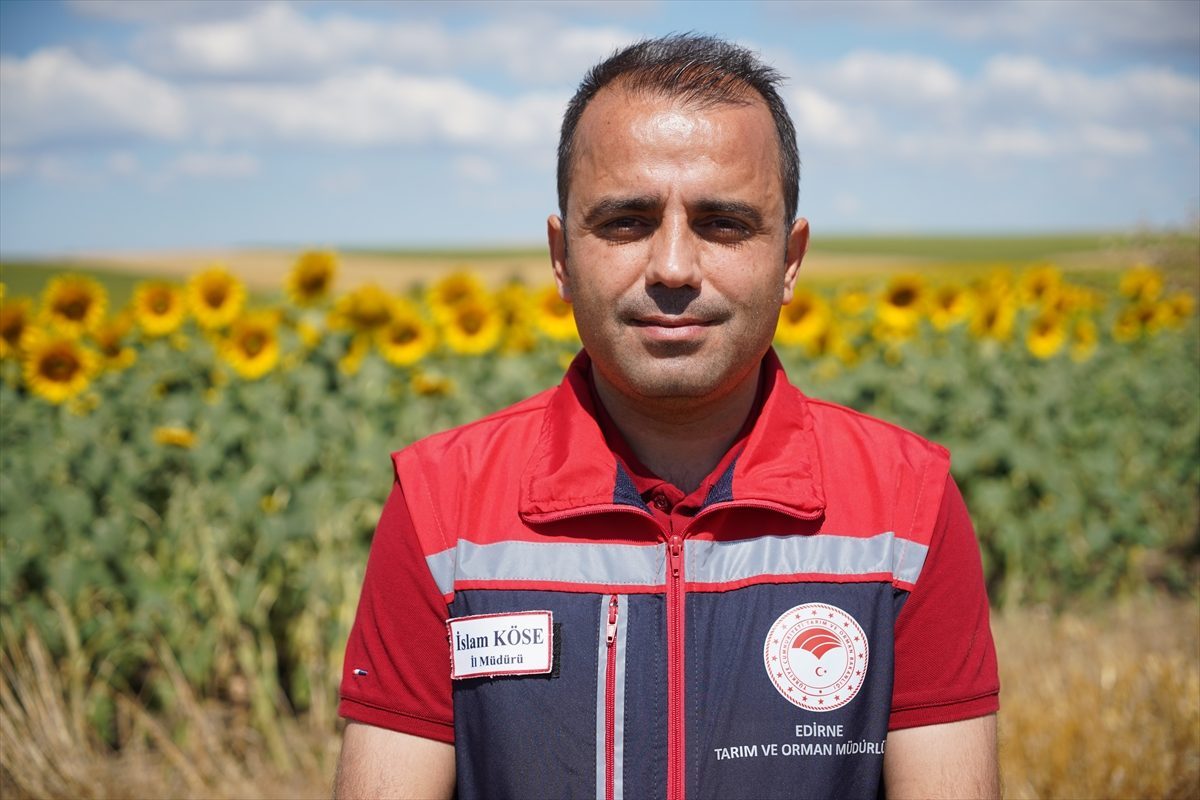 Edirne’de yağışlar ayçiçeğinde verim beklentisini artırdı