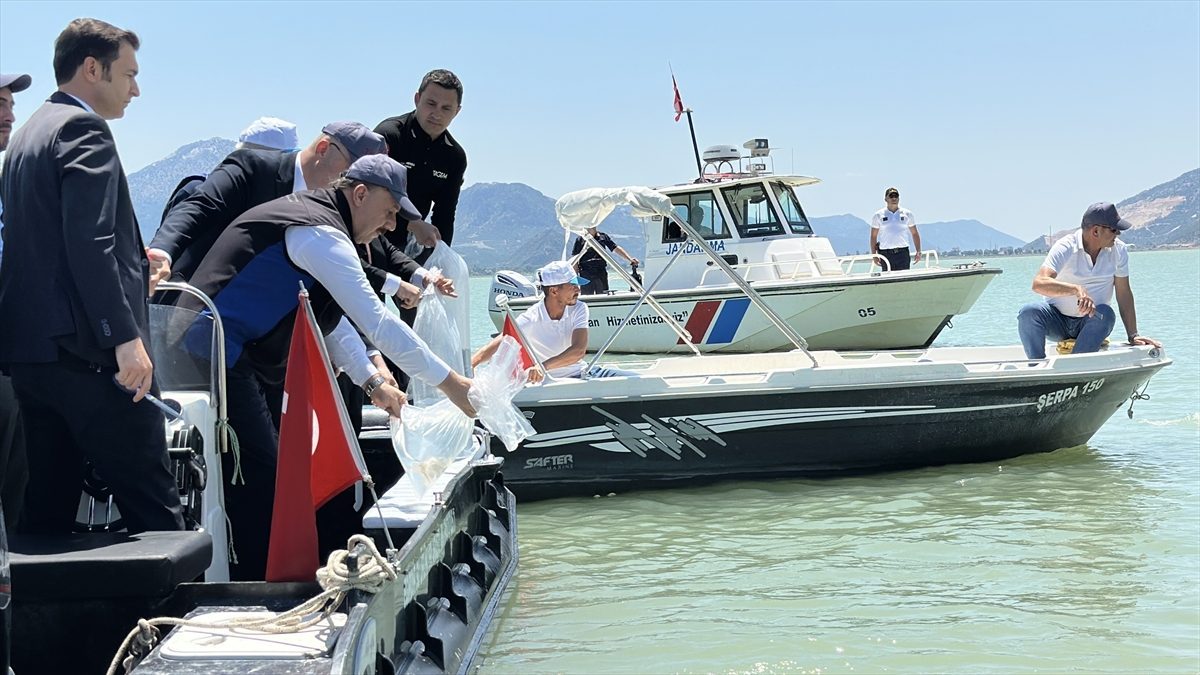 Eğirdir Gölü’ne 100 bin yavru sazan bırakıldı