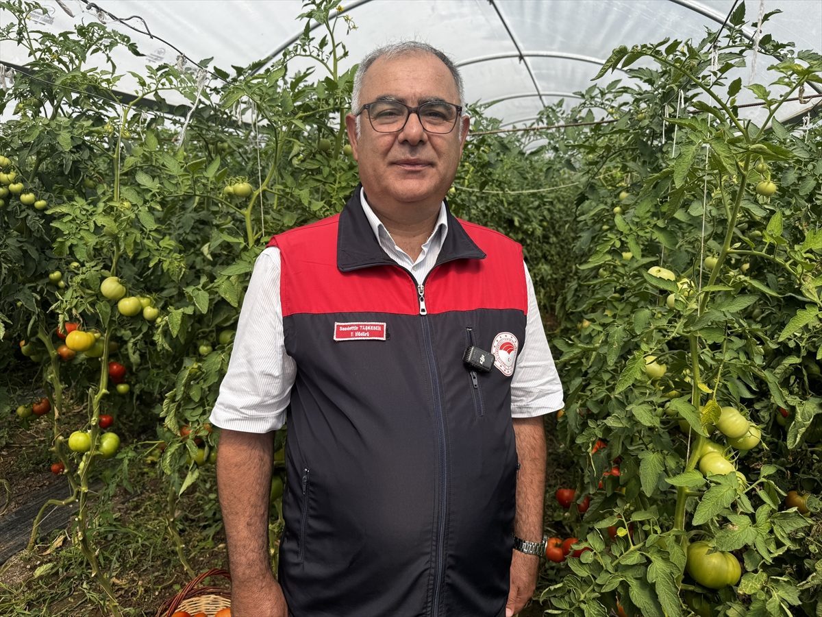 Elazığ’da yaklaşık 320 dekar sera alanında yetişen domateste hasat başladı