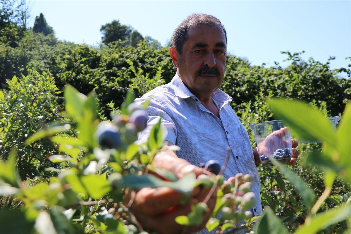Emekli madenci tarım fuarında gördüğü yaban mersininin üreticisi oldu