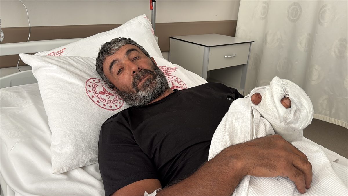 Erzincan’da ayı saldırısına uğrayan kişi yaralandı