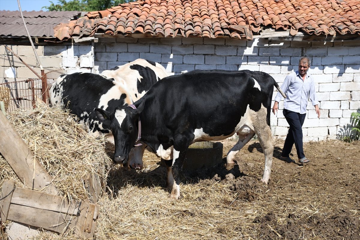 Eski hükümlü, devlet desteğiyle başladığı hayvancılıkta modern tesis kurmak istiyor