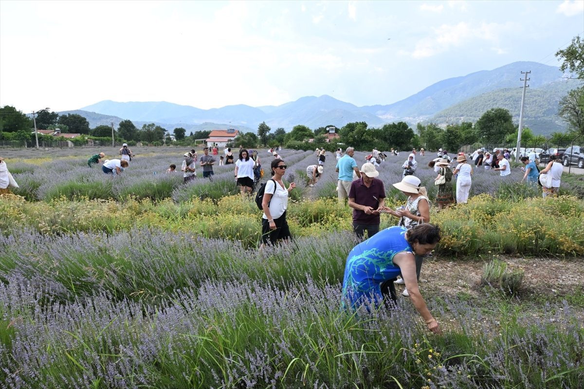 Fethiye’de lavanta bahçesinde hasat yapıldı